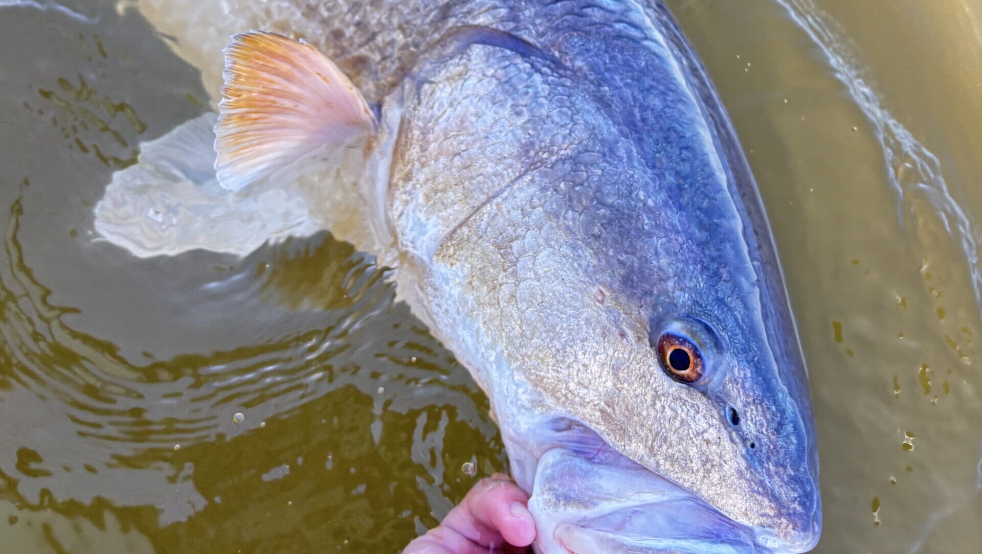 texas coast fly fishing redfish closeup in water